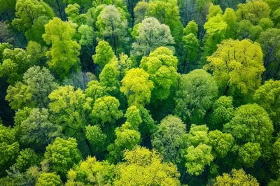 Aerial View Of Lush Green Forest Canopy