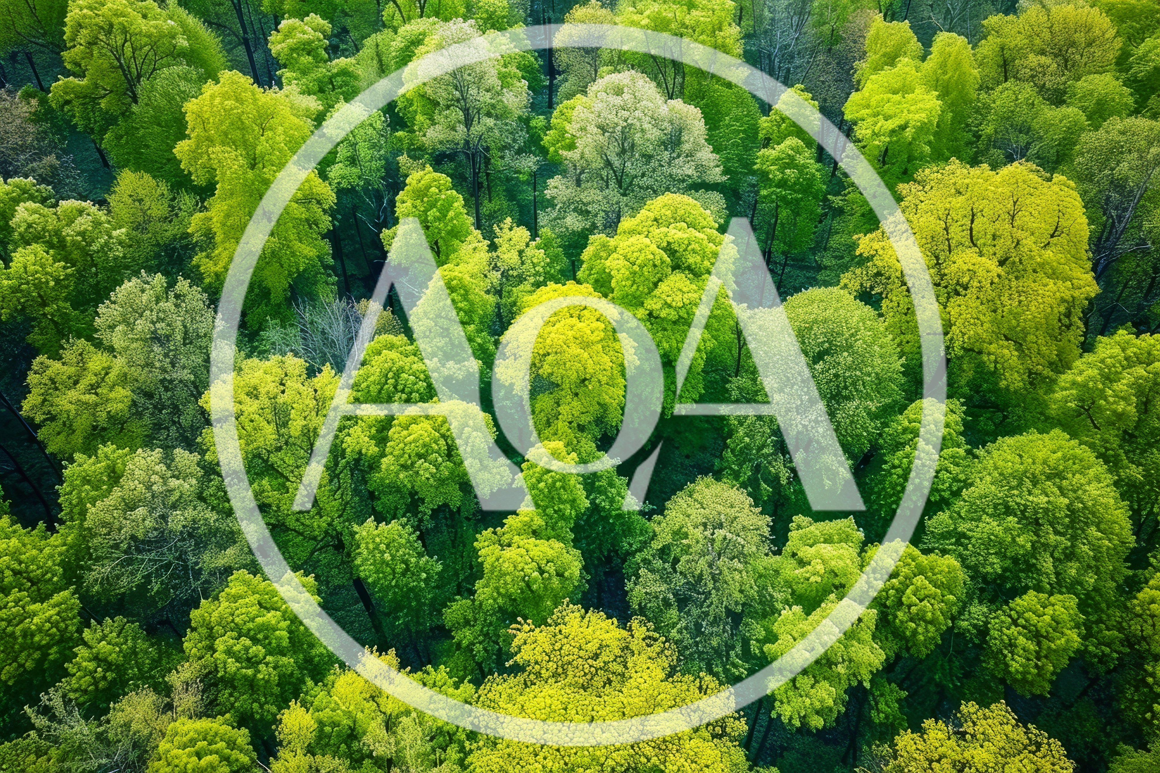 Aerial View Of Lush Green Forest Canopy