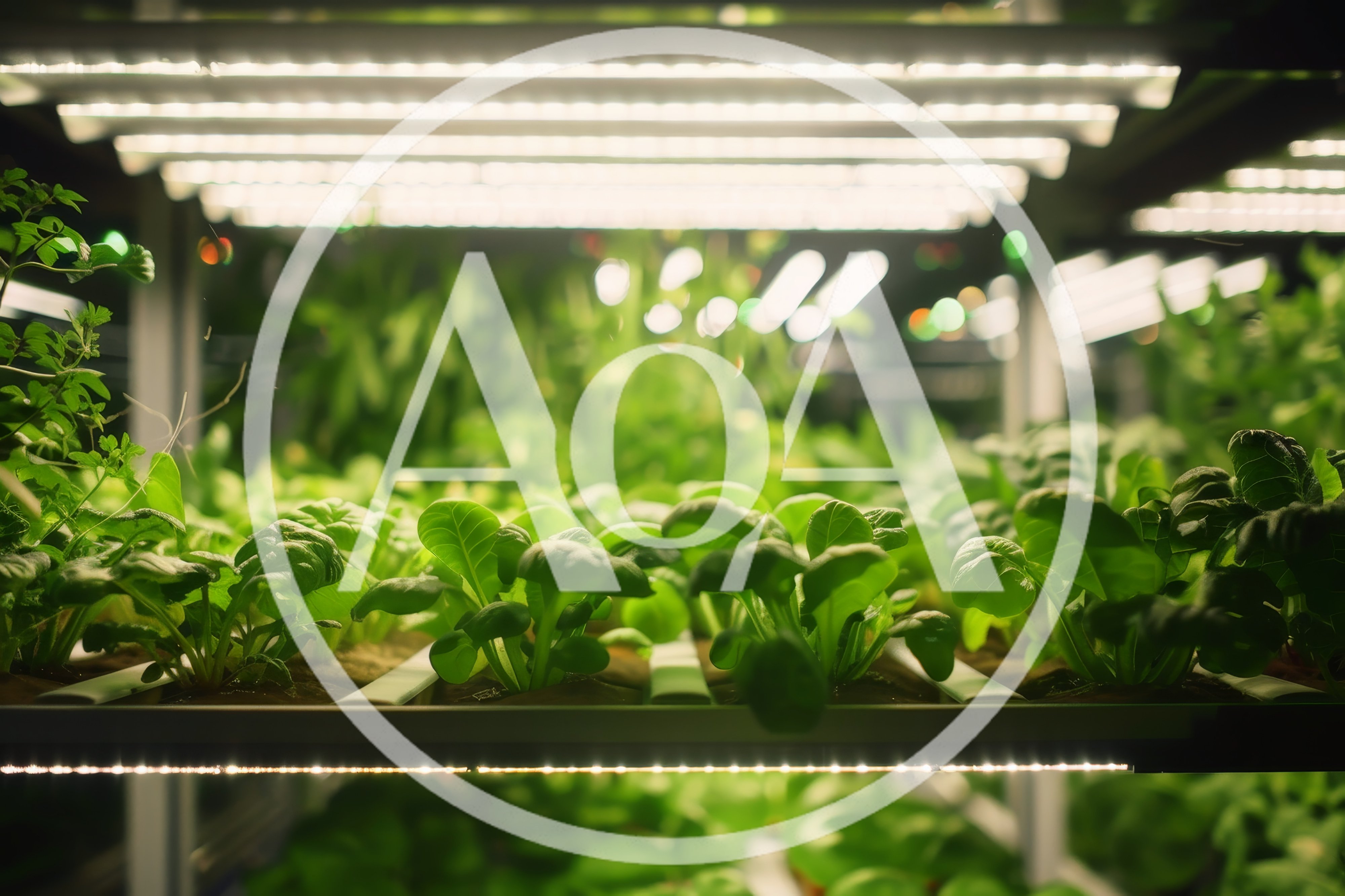 Hydroponic Lettuce Growing In Vertical Indoor Farm