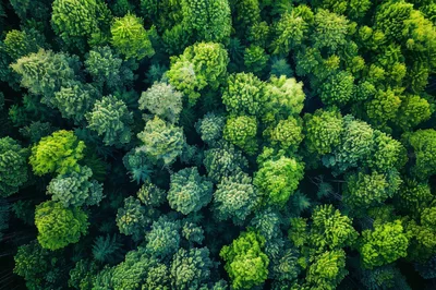 Aerial View Of Dense Lush Green Forest Canopy