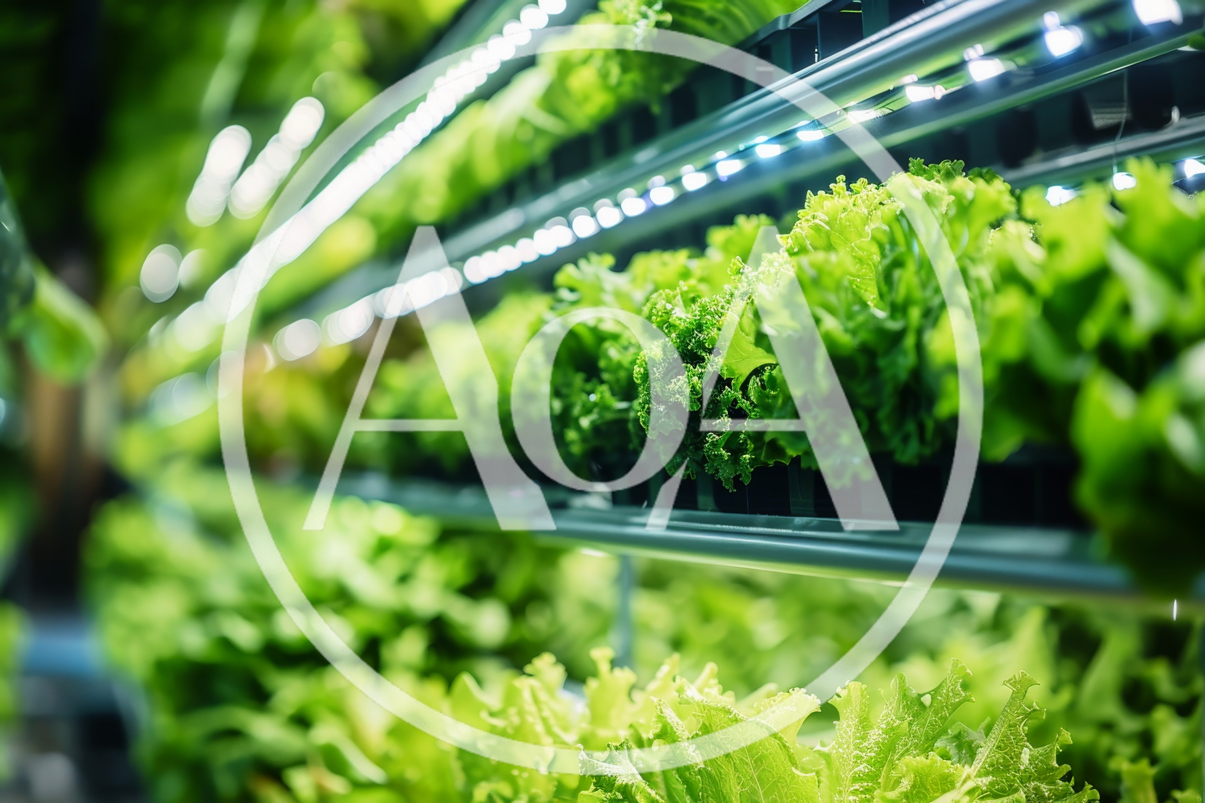 Vertical Farming Lettuce Cultivation Under LED Lights
