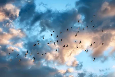 Flock Of Birds Flying In Cloudy Sunset Sky