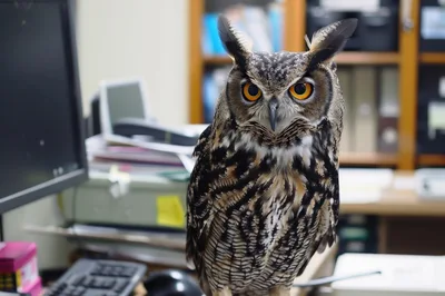 Great Horned Owl Perched Inside A Professional Office