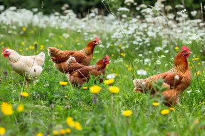 Free Range Chickens Foraging in a Wildflower Meadow