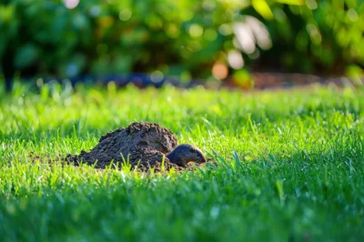 Small Mole Emerging From Dirt Mound In Green Grass