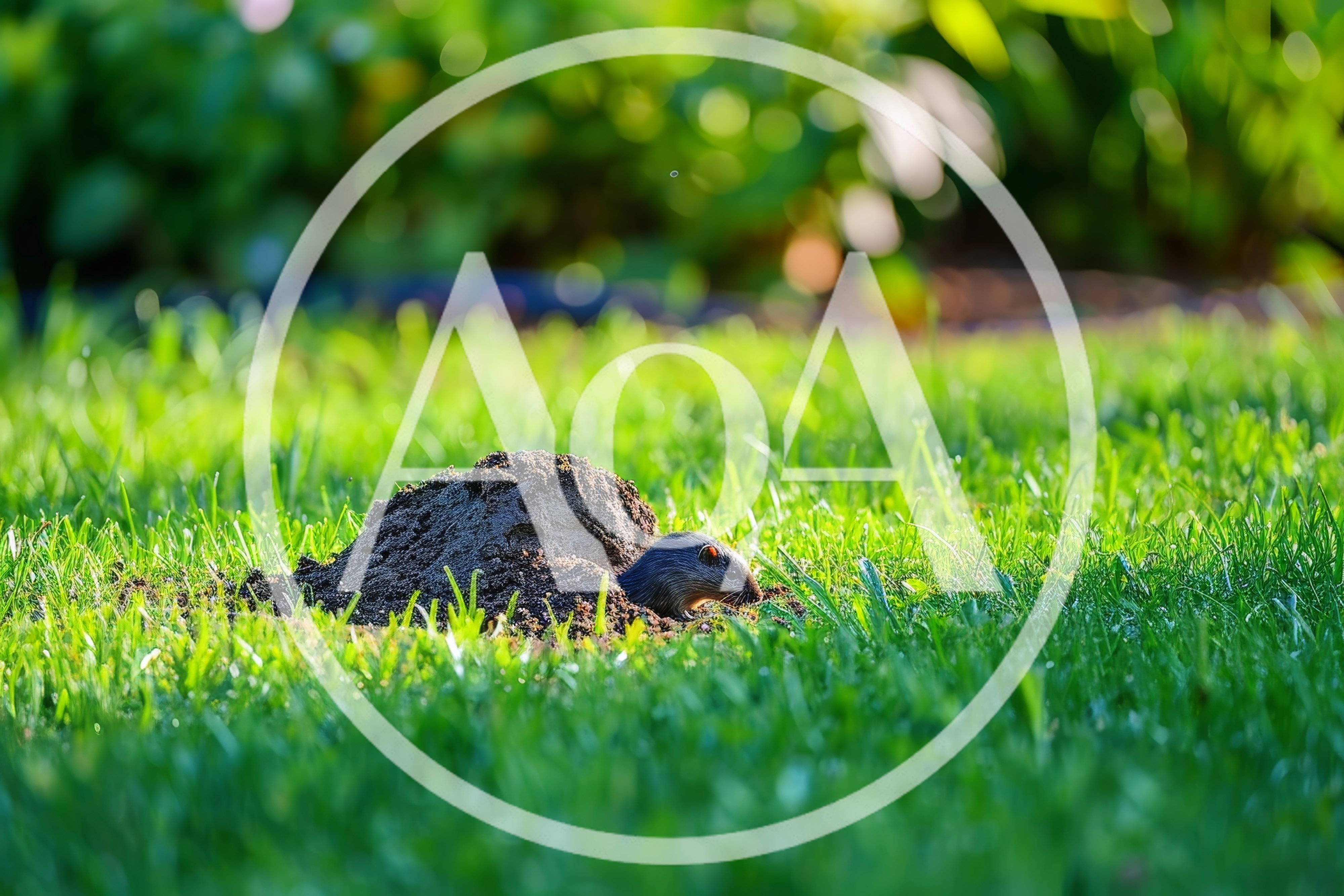 Small Mole Emerging From Dirt Mound In Green Grass
