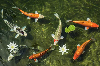 Colorful Koi Fish Swimming in a Garden Pond