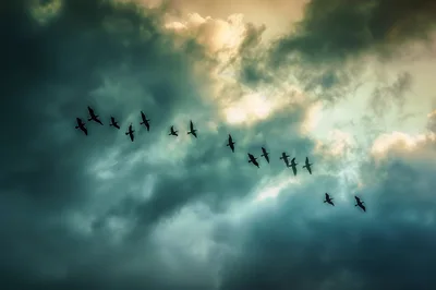 Flock Of Birds Flying Against Dramatic Stormy Clouds