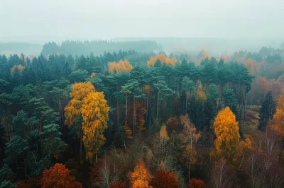 Aerial View Of A Misty Autumn Forest