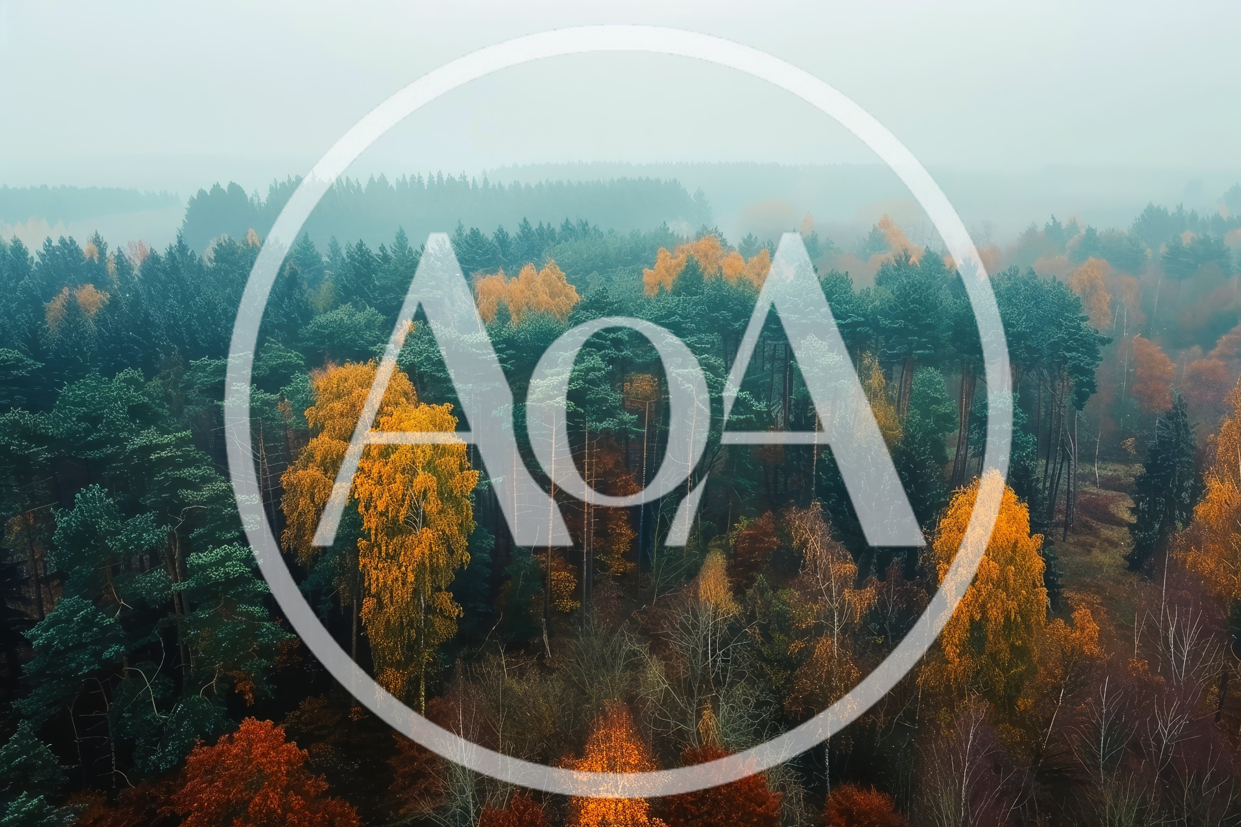 Aerial View Of A Misty Autumn Forest