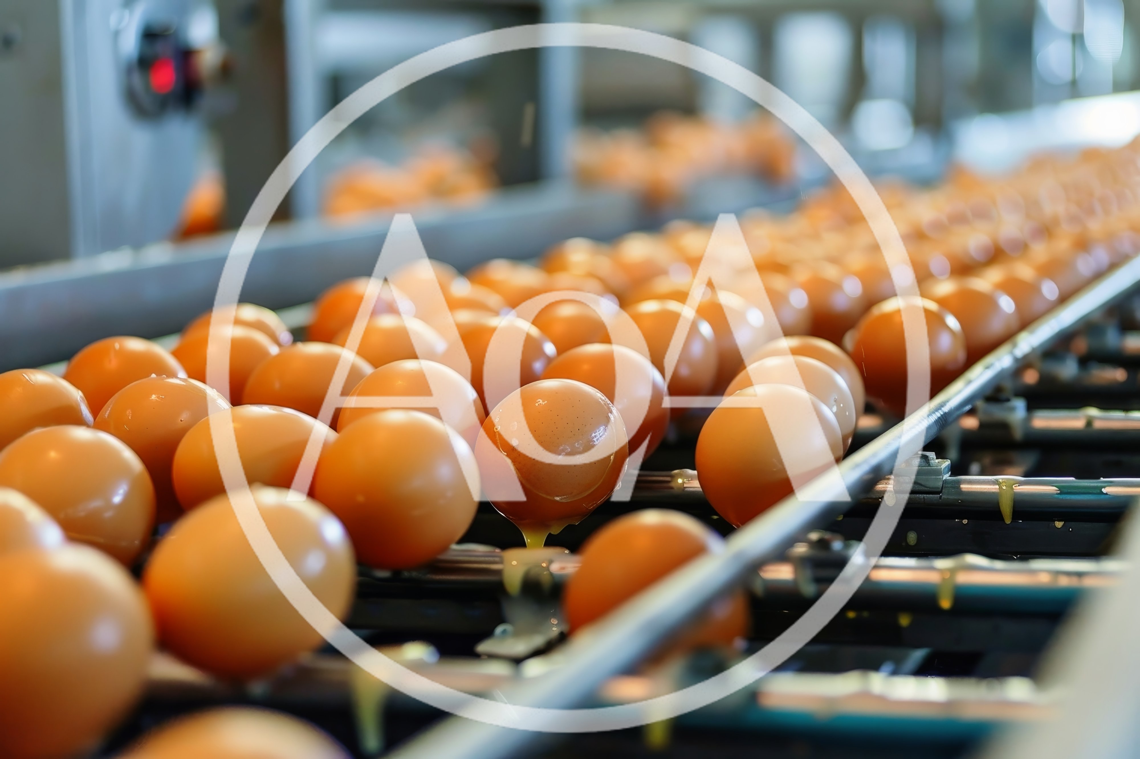Broken Egg on Industrial Conveyor Belt