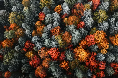 Aerial View Of A Colorful Autumn Forest