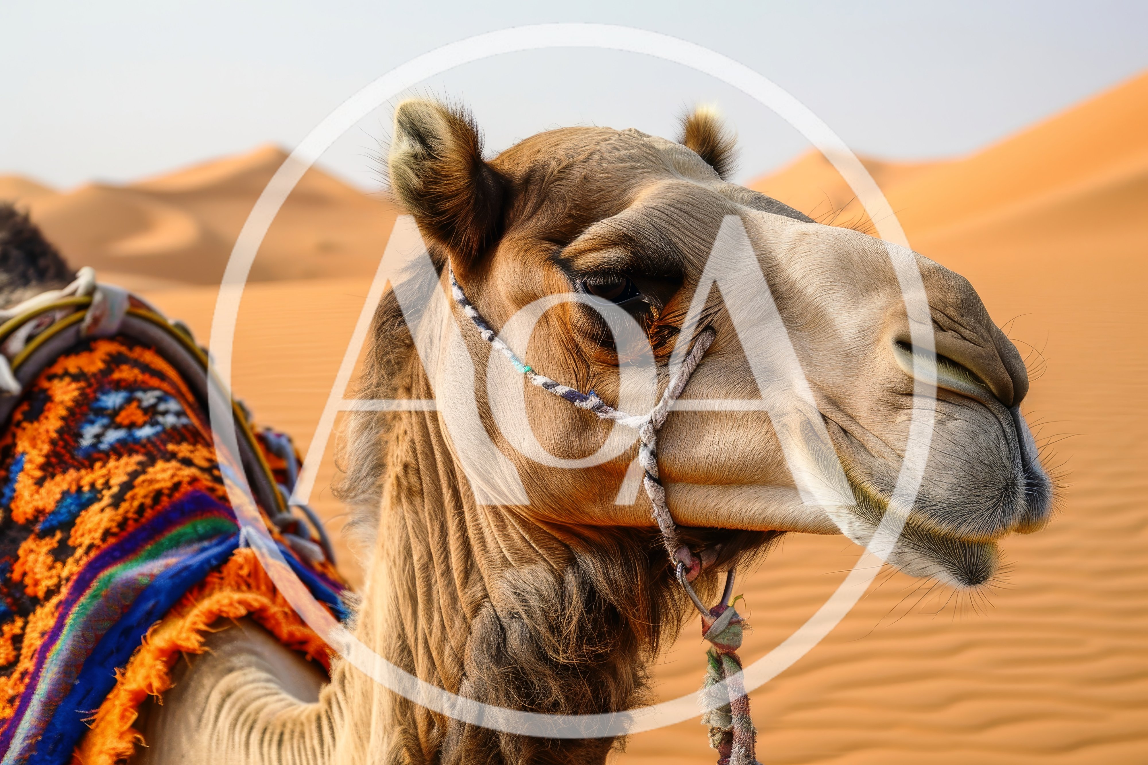 Close Up Portrait Of A Dromedary Camel In Desert