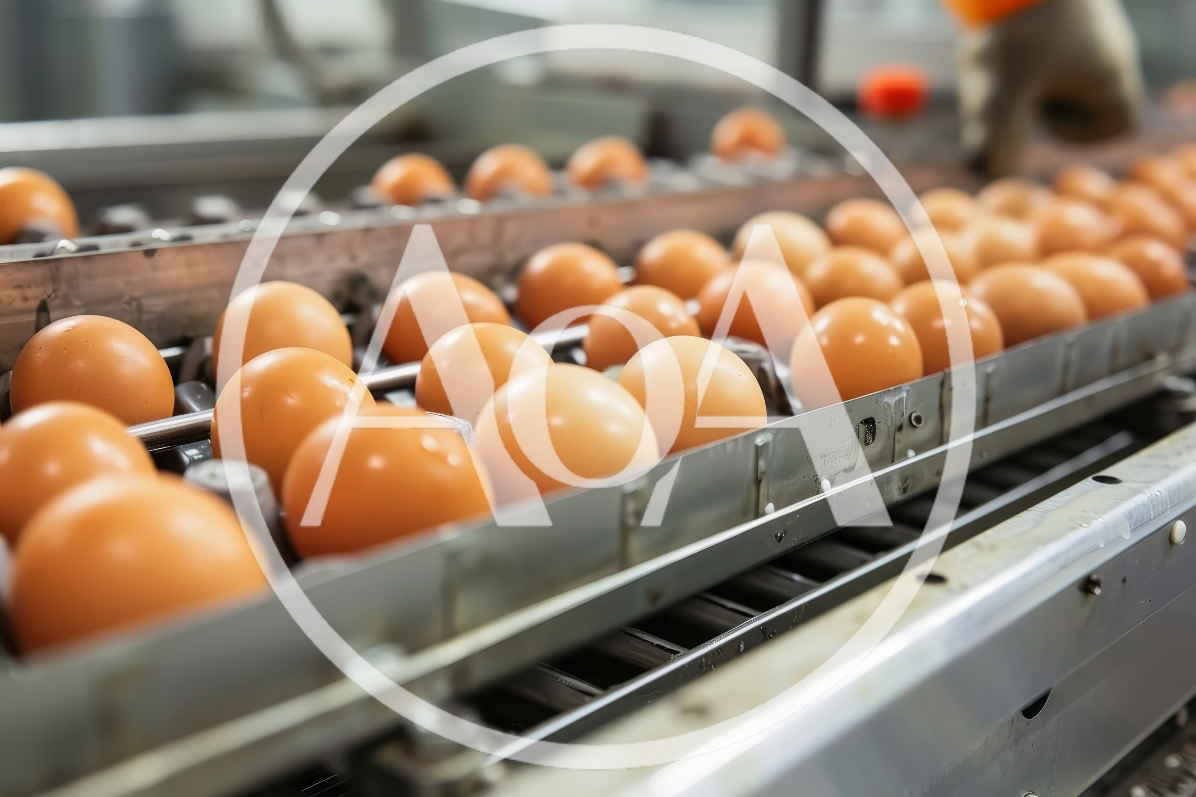 Fresh Brown Eggs Moving Along Industrial Conveyor Belt