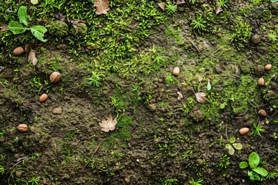 Acorns Scattered On Damp Forest Floor With Moss