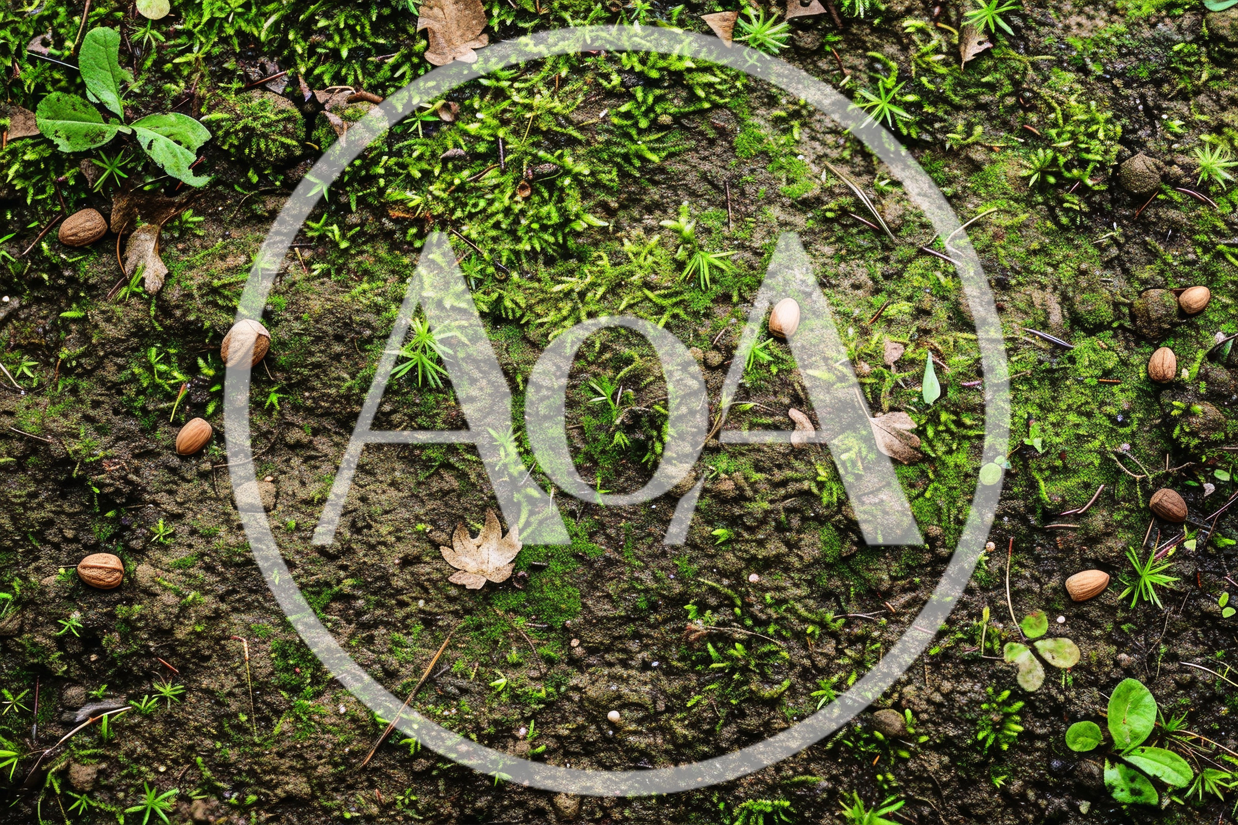 Acorns Scattered On Damp Forest Floor With Moss