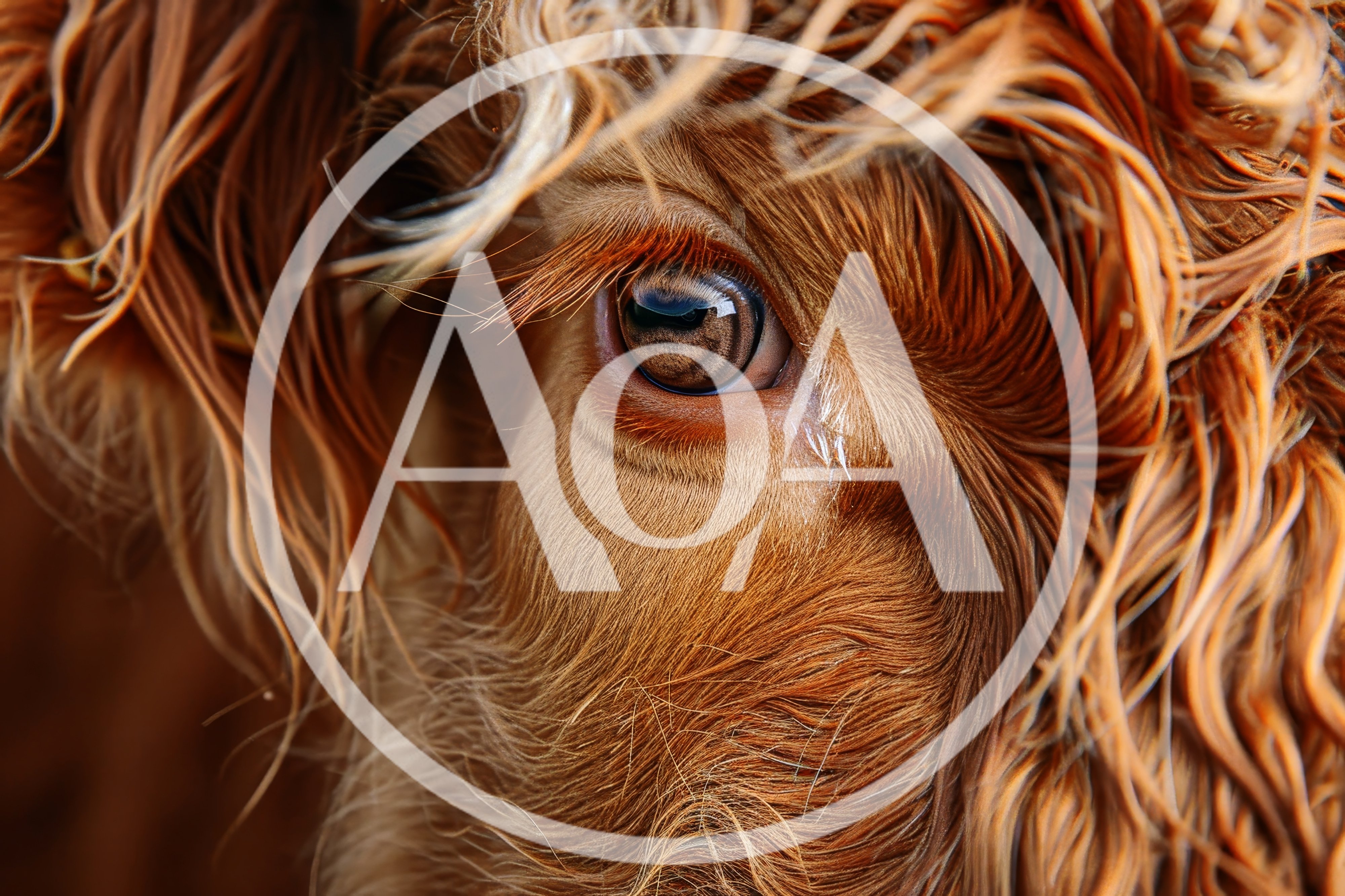 Extreme Close Up Of A Highland Cow Eye