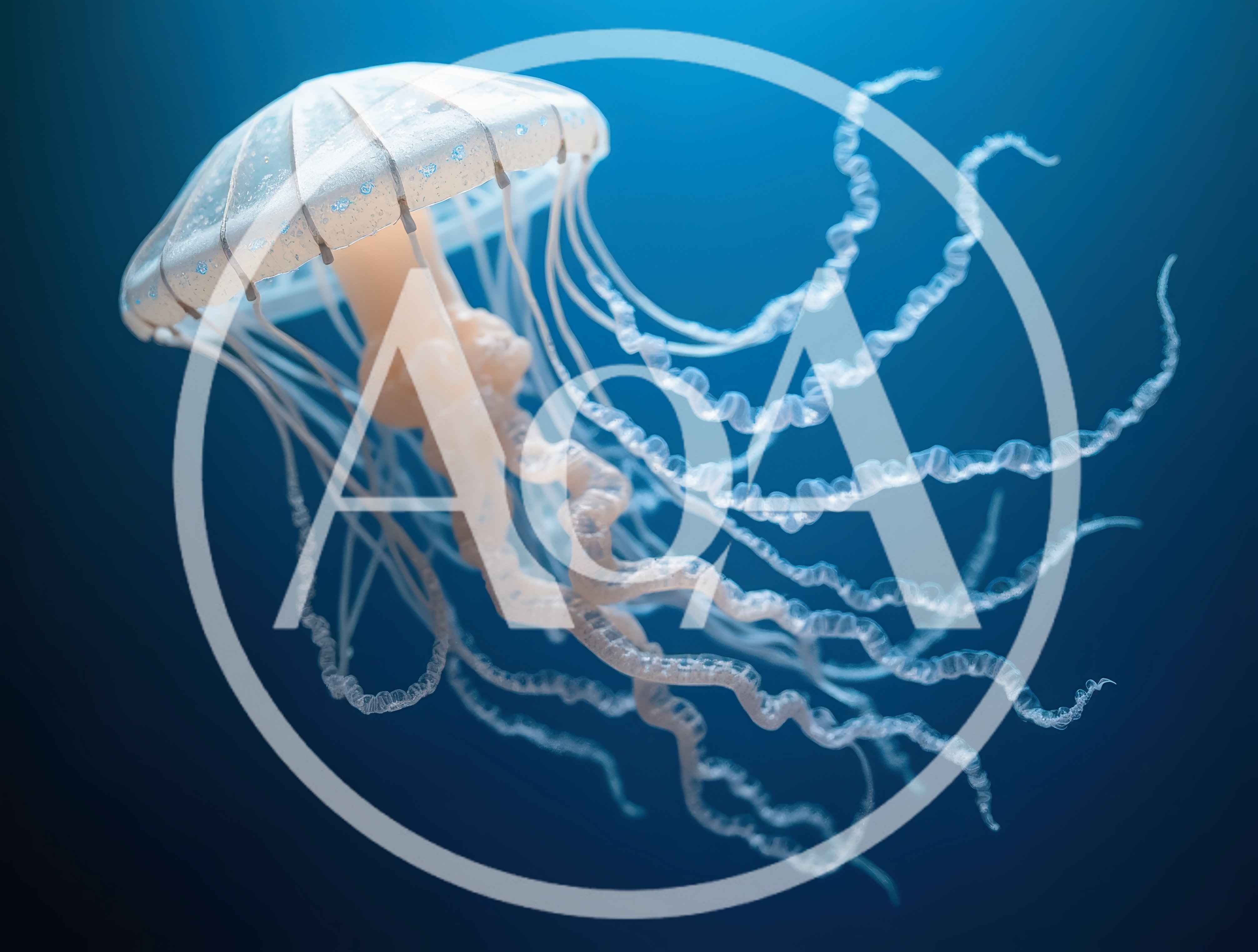 Translucent Jellyfish Swimming In Deep Blue Ocean Water