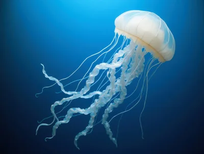 Translucent Jellyfish Swimming In Deep Blue Ocean Water