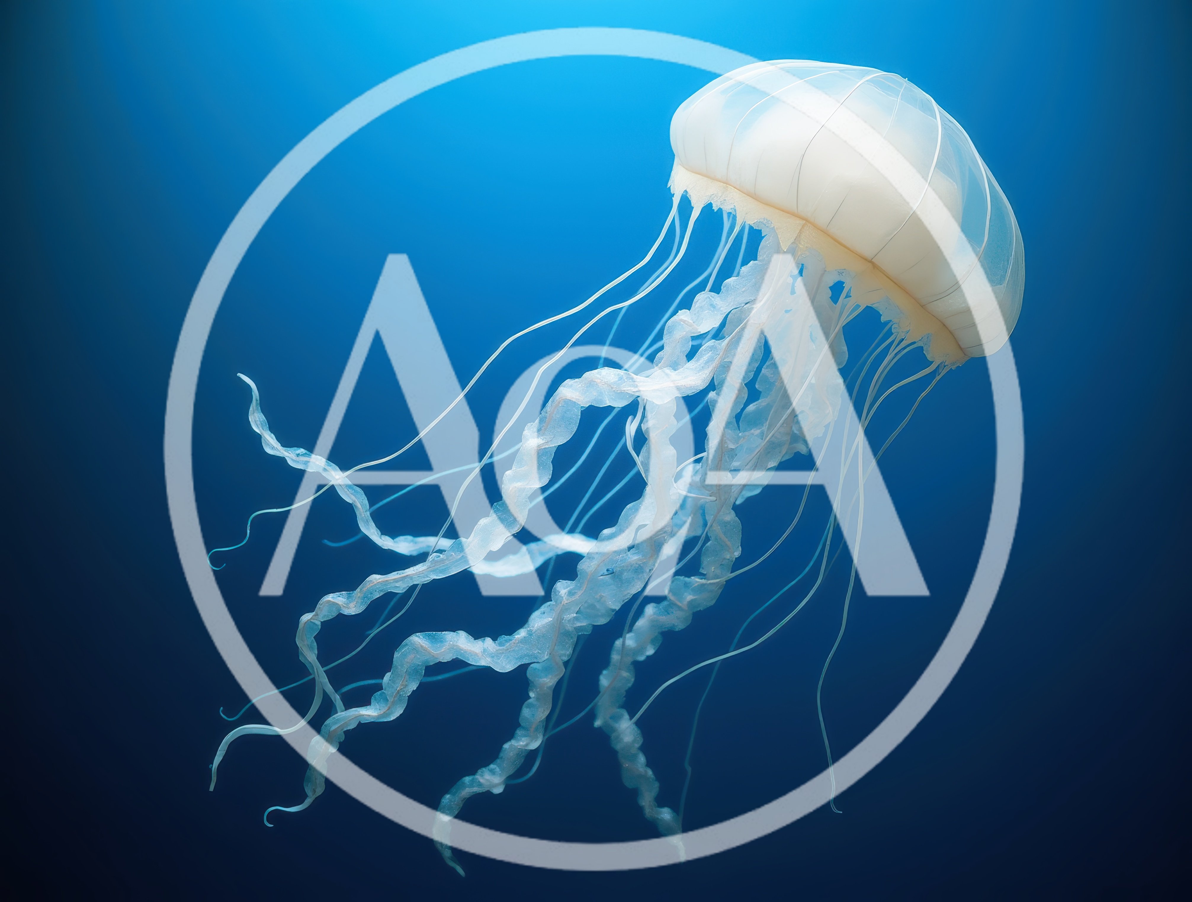 Translucent Jellyfish Swimming In Deep Blue Ocean Water