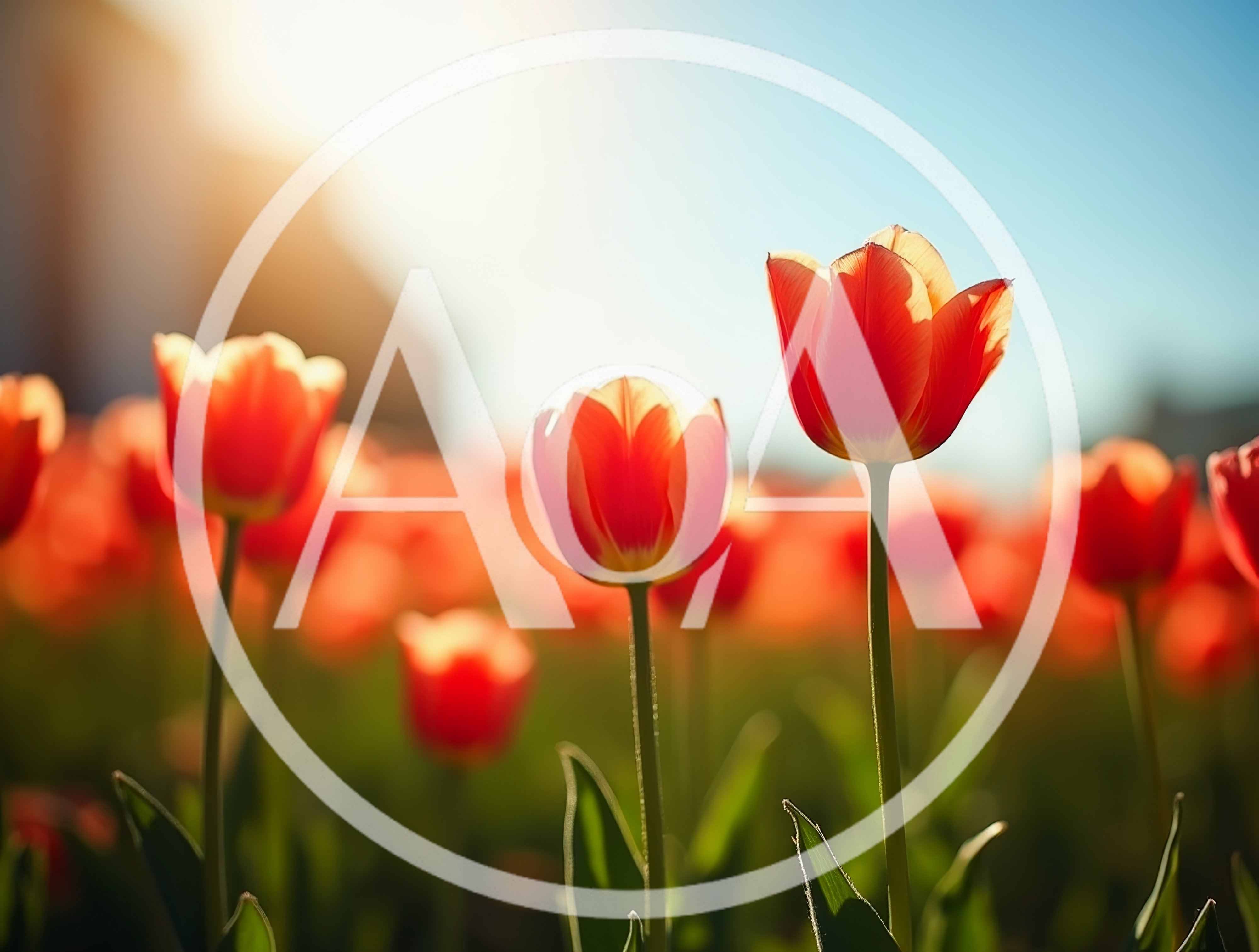 Vibrant Red Tulips Blooming In A Sunny Field