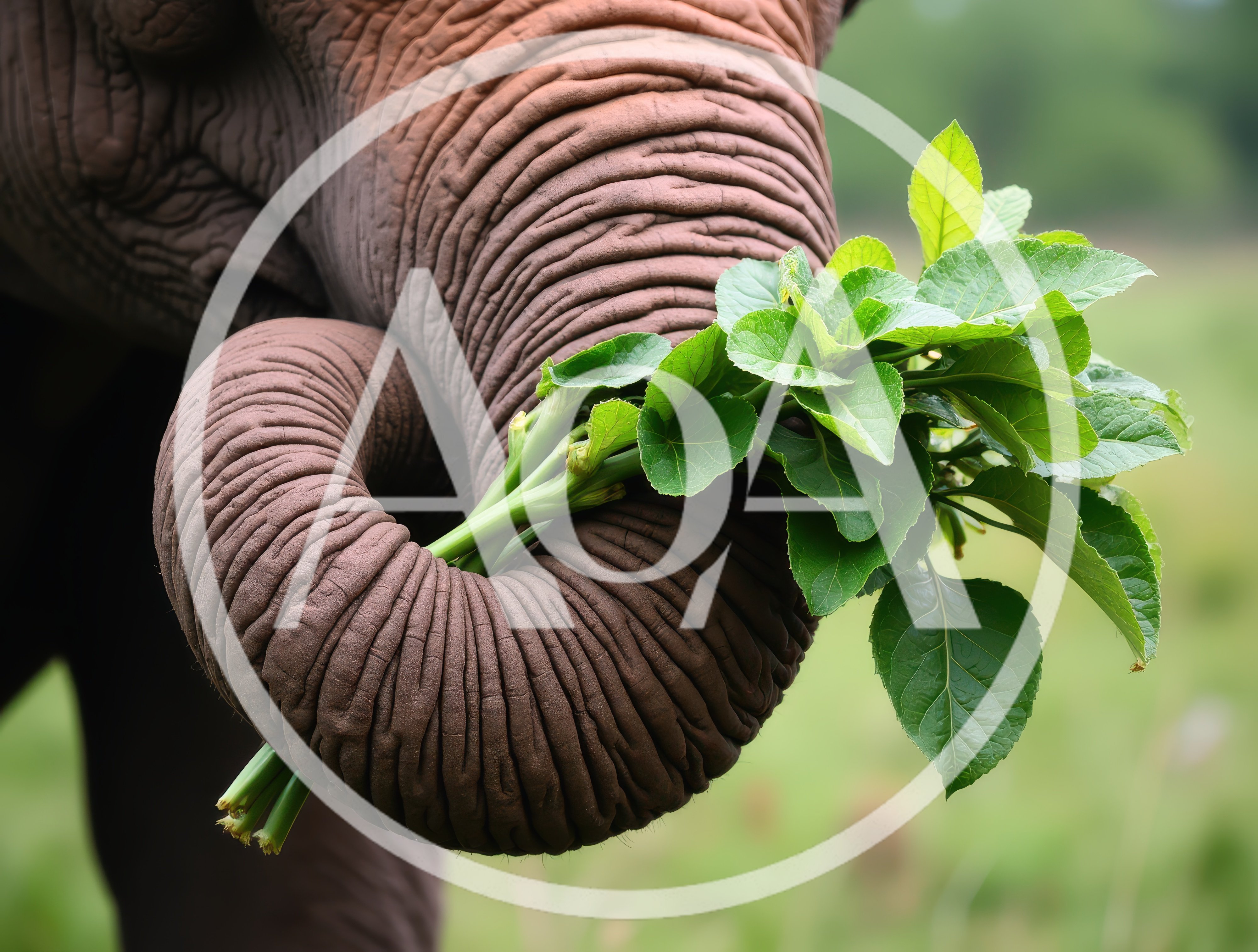 Elephant Trunk Holding Fresh Green Leaves