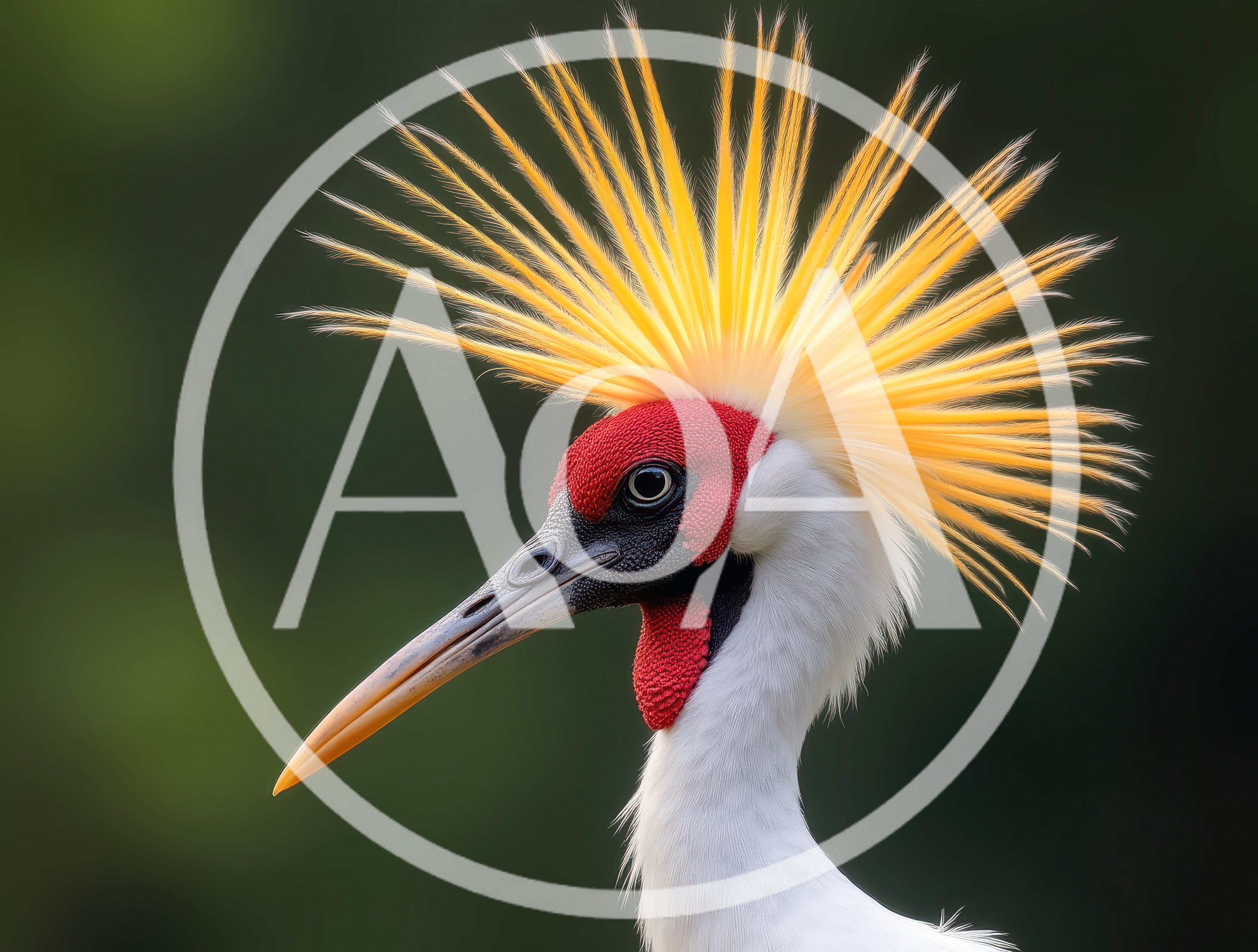 Close Up Portrait Of A Grey Crowned Crane