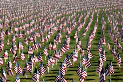 Rows Of American Flags Displayed On A Grassy Field