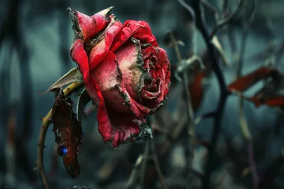 Withered Red Rose In A Dark Garden