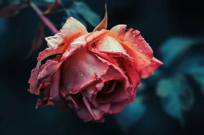 Close Up Of A Withered Red Rose With Dewdrops
