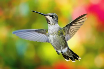 Ruby-Throated Hummingbird Hovering in Flight