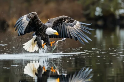 Bald Eagle Catching A Fish From Water