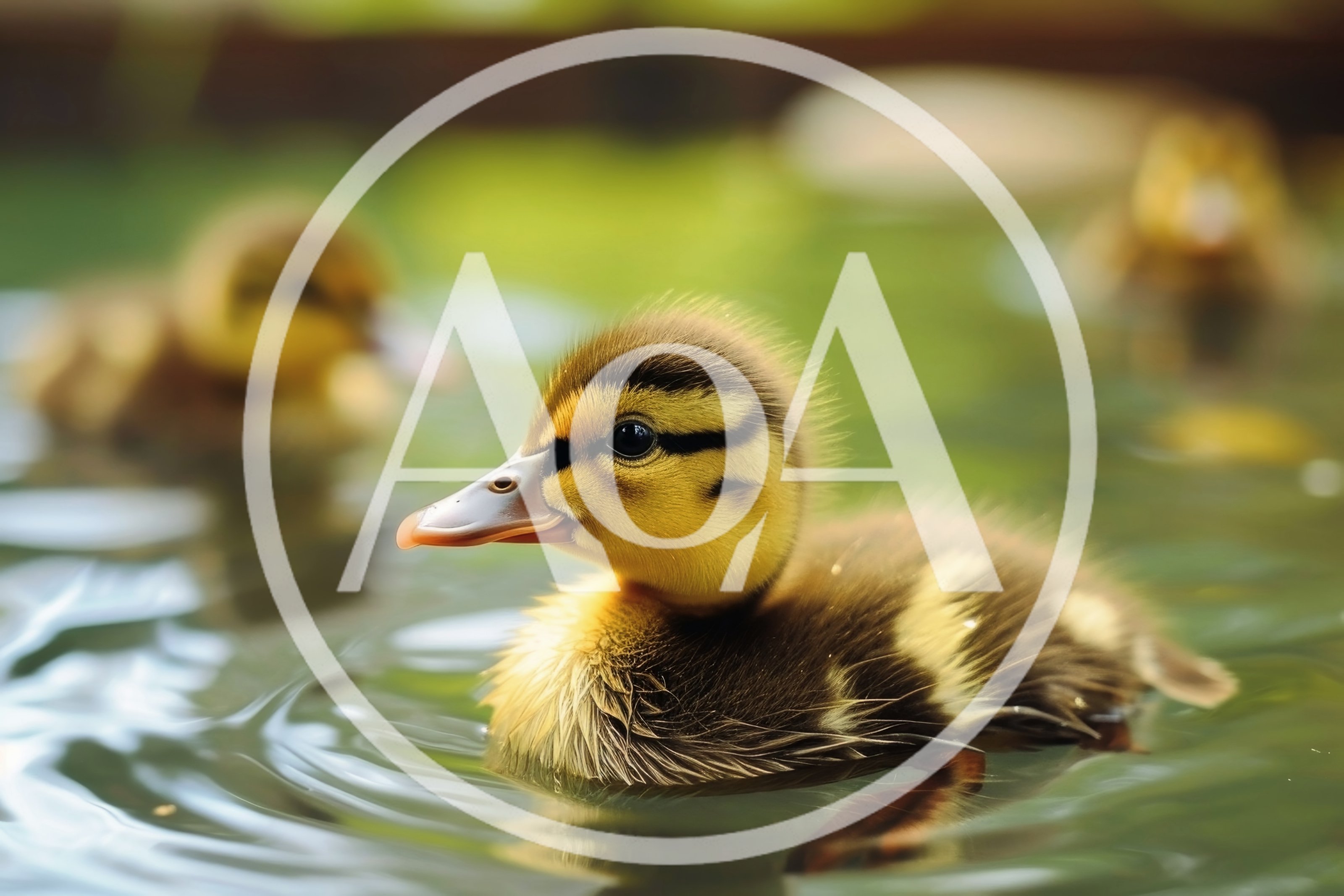 Cute Duckling Swimming in a Calm Pond