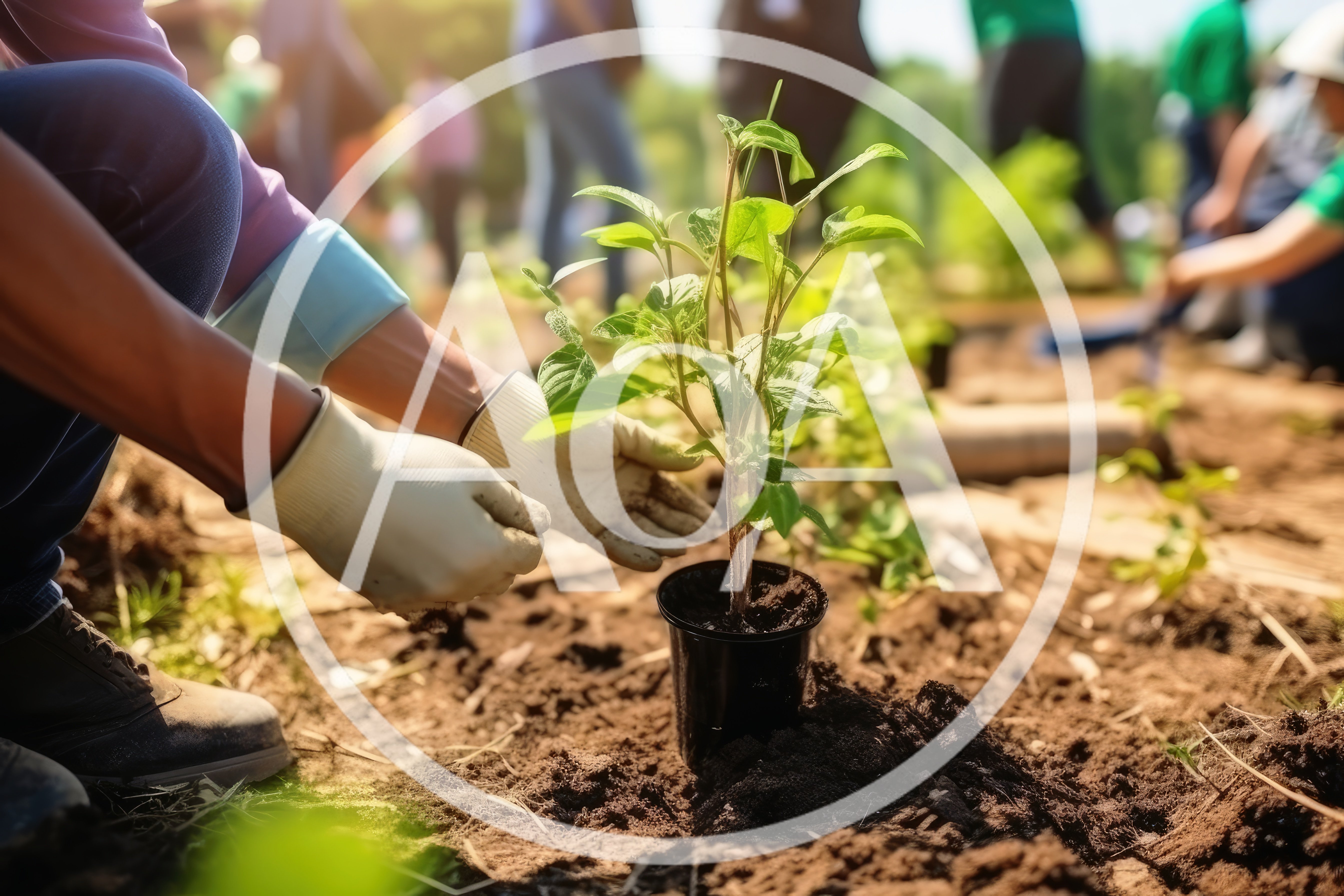 Volunteer Planting A Young Sapling In Community Garden