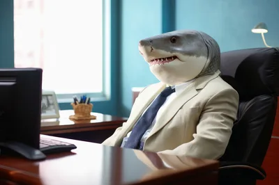 Business Shark Sitting At An Office Desk