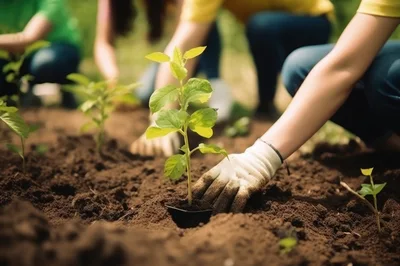 Volunteers Planting Young Seedlings In Community Garden