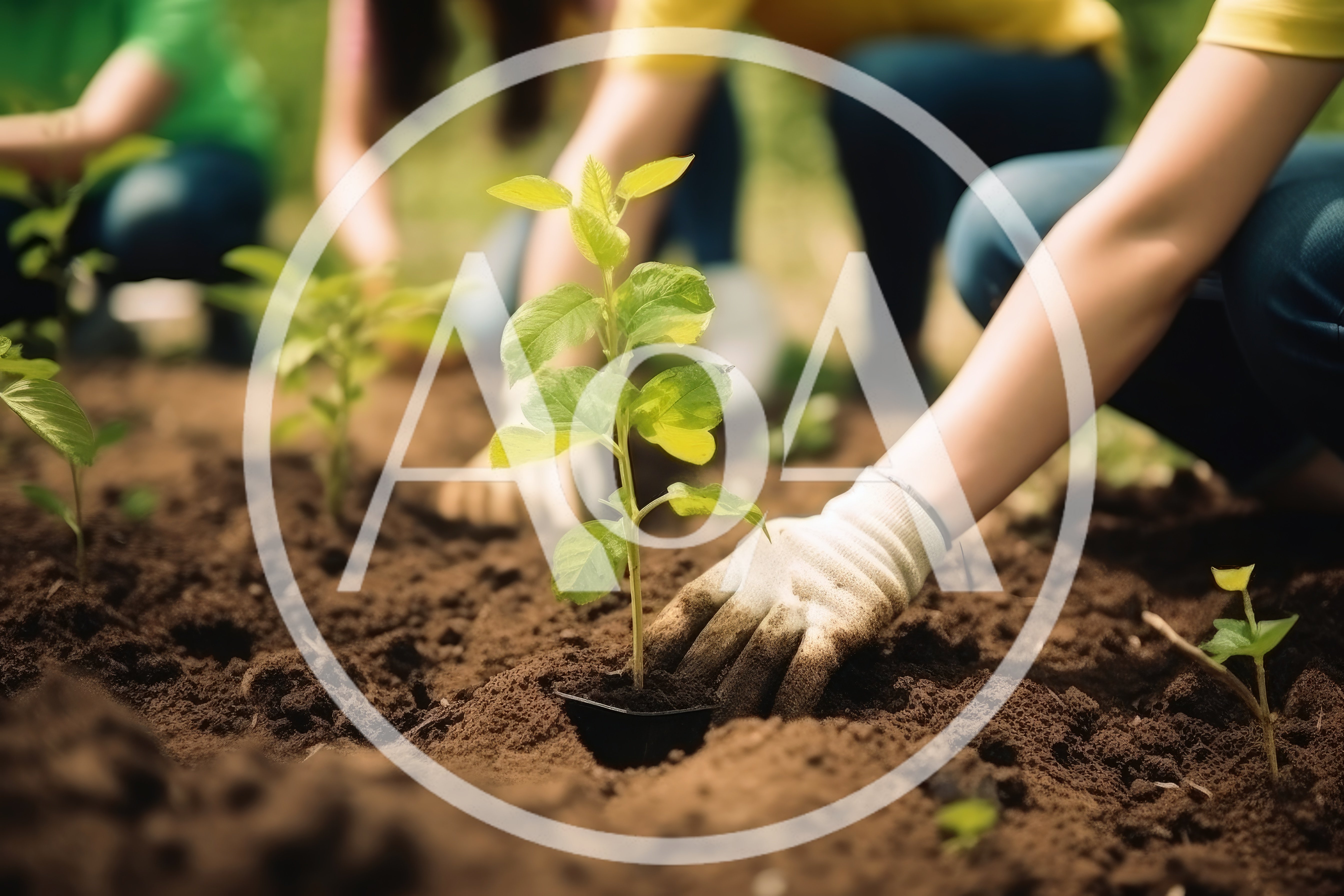 Volunteers Planting Young Seedlings In Community Garden