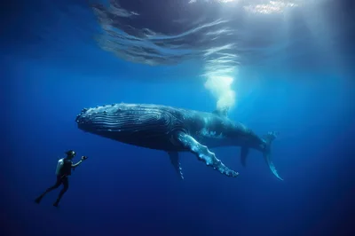 Scuba Diver Swimming Near A Humpback Whale