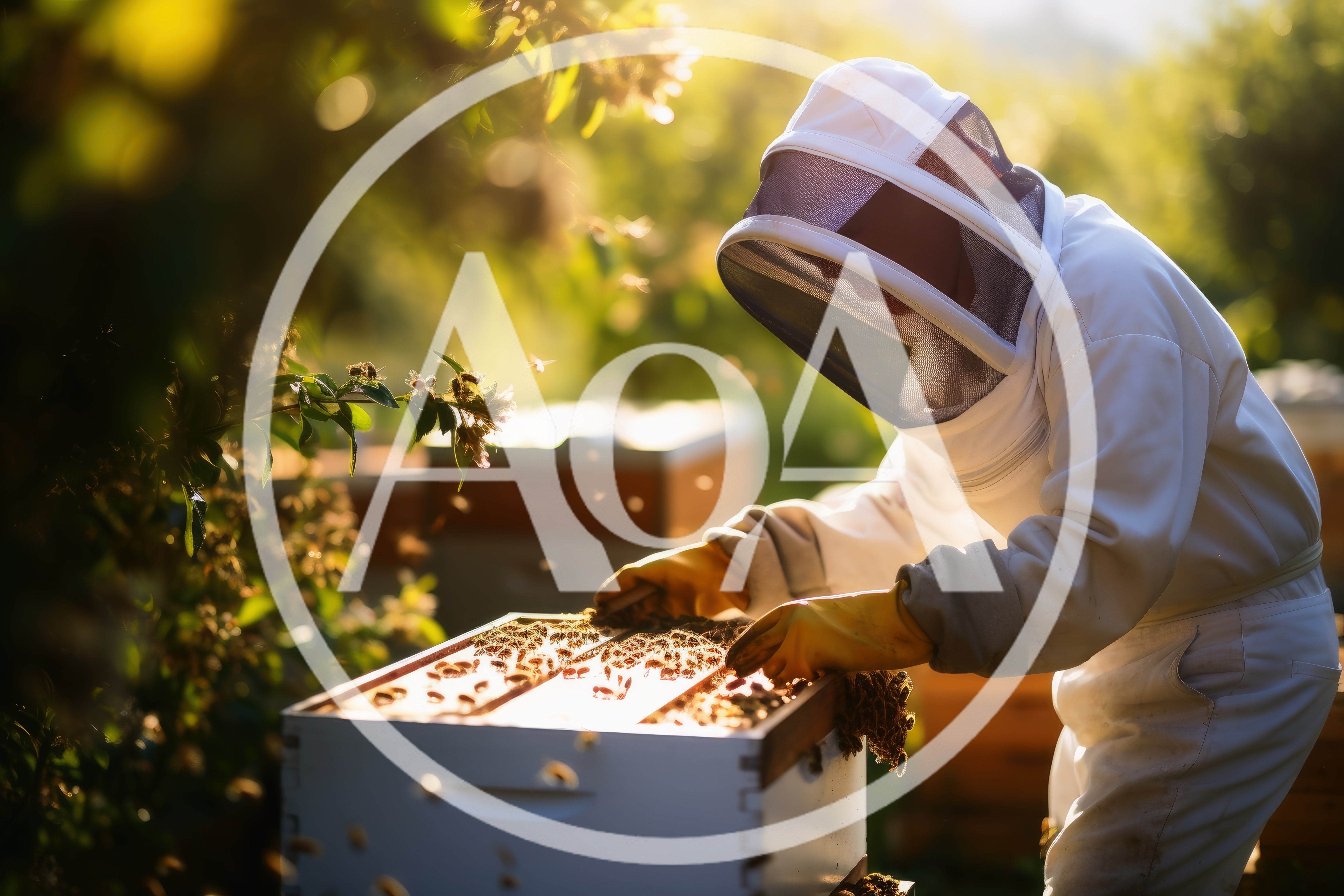 Beekeeper Inspecting Honeycomb Frames In A Sunny Apiary