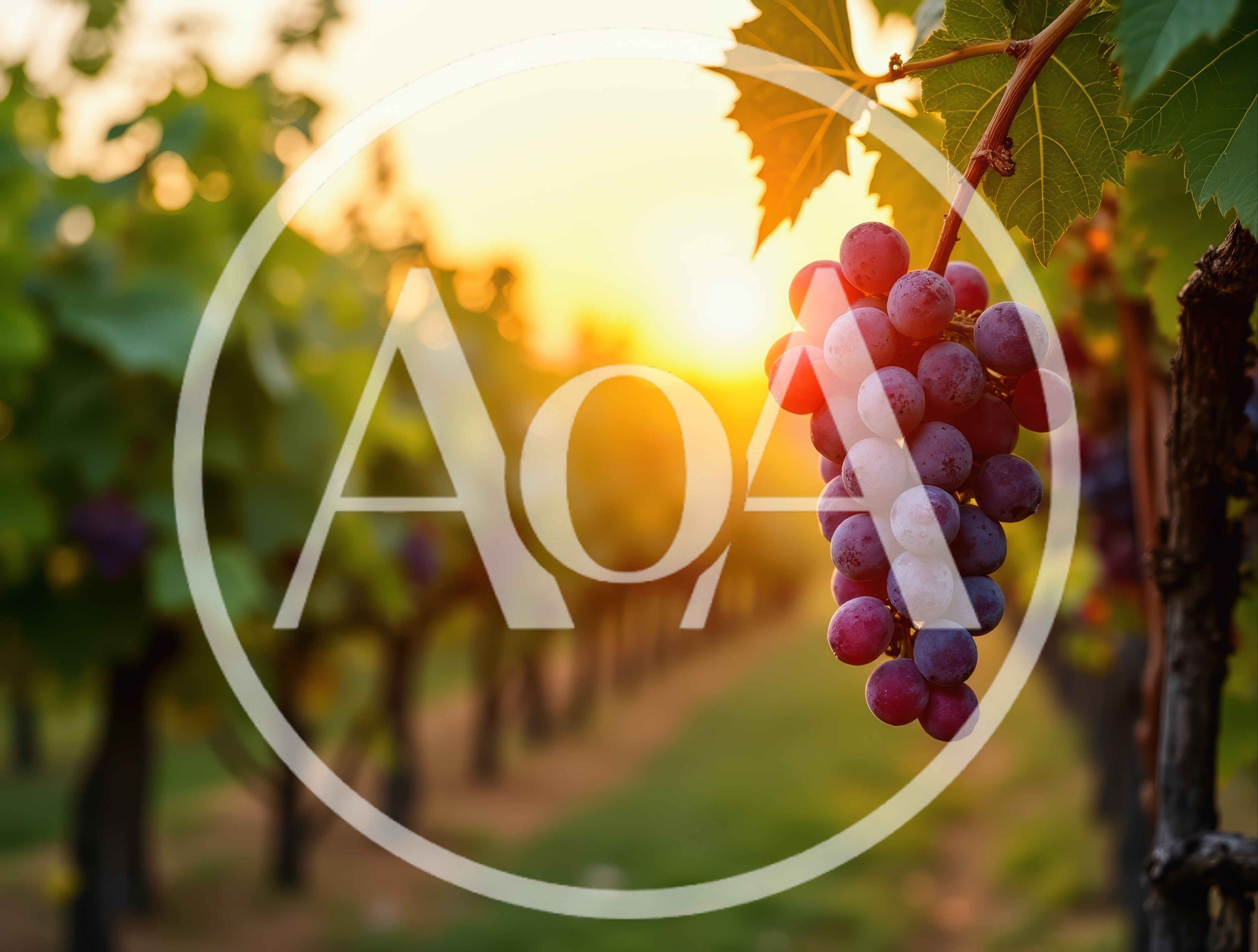 Red Grapes Hanging In A Vineyard At Sunset
