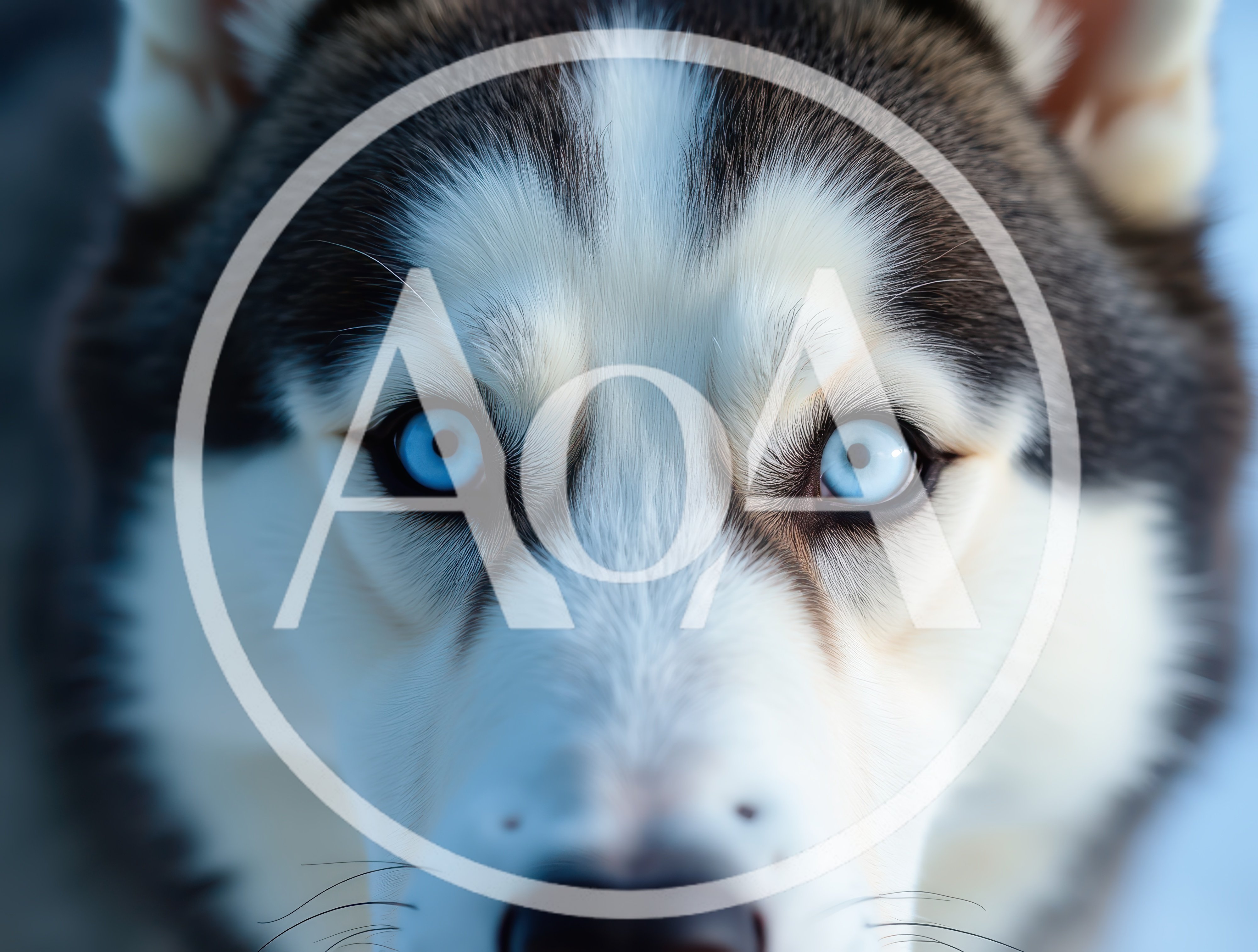 Close Up Portrait Of A Siberian Husky