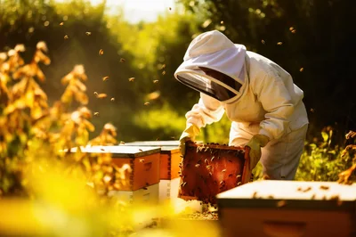 Beekeeper Inspecting Honeycomb Frame In Apiary