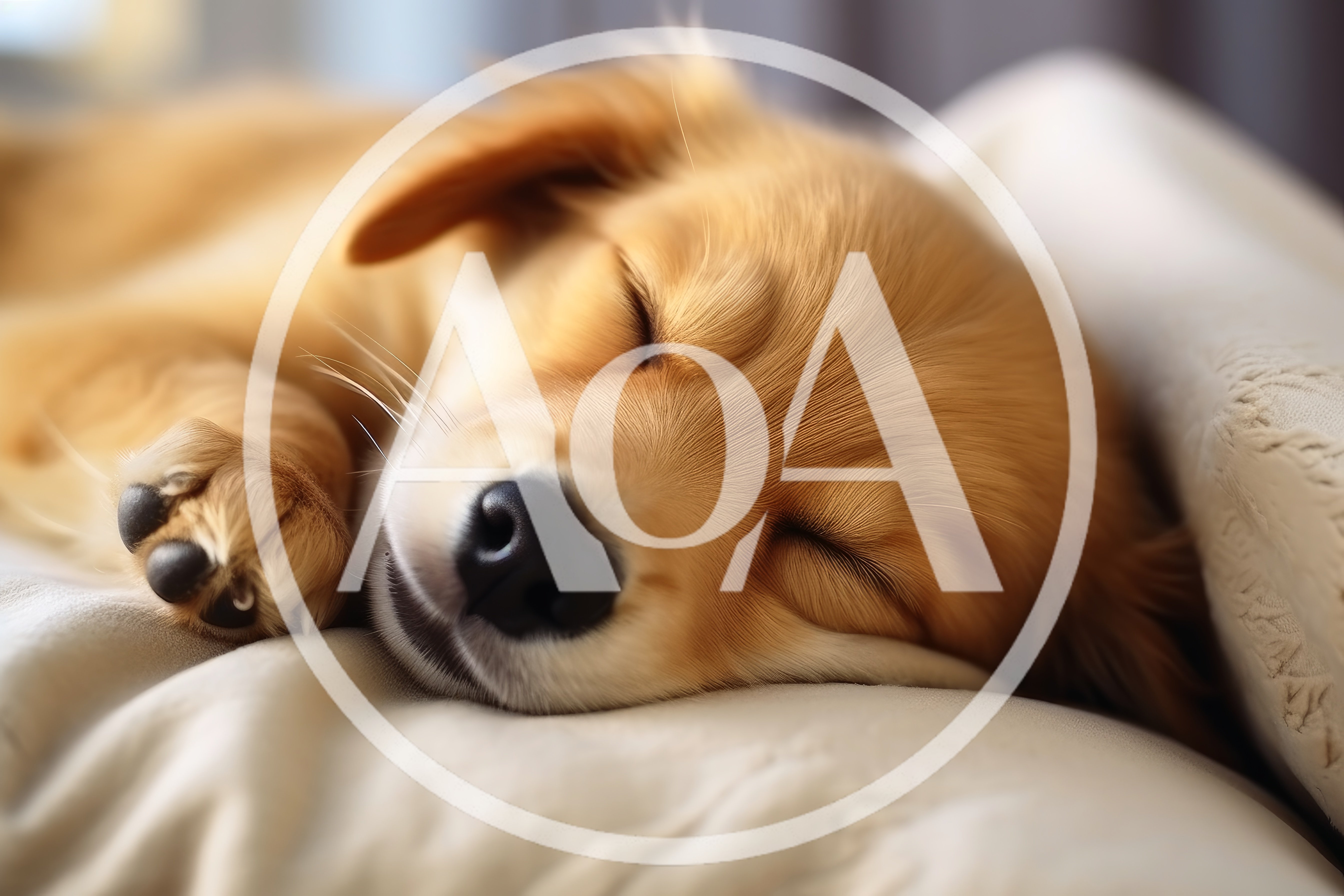 Golden Retriever Puppy Sleeping Peacefully On A Soft Pillow