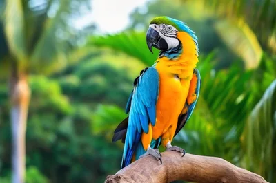 Blue and Yellow Macaw Perched on a Branch