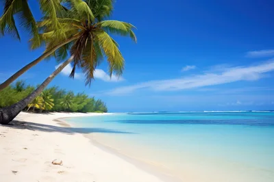 Tropical Beach Scene With Palm Tree And Turquoise Water