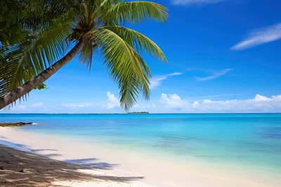 Tropical Beach Scene With Palm Tree And Turquoise Water