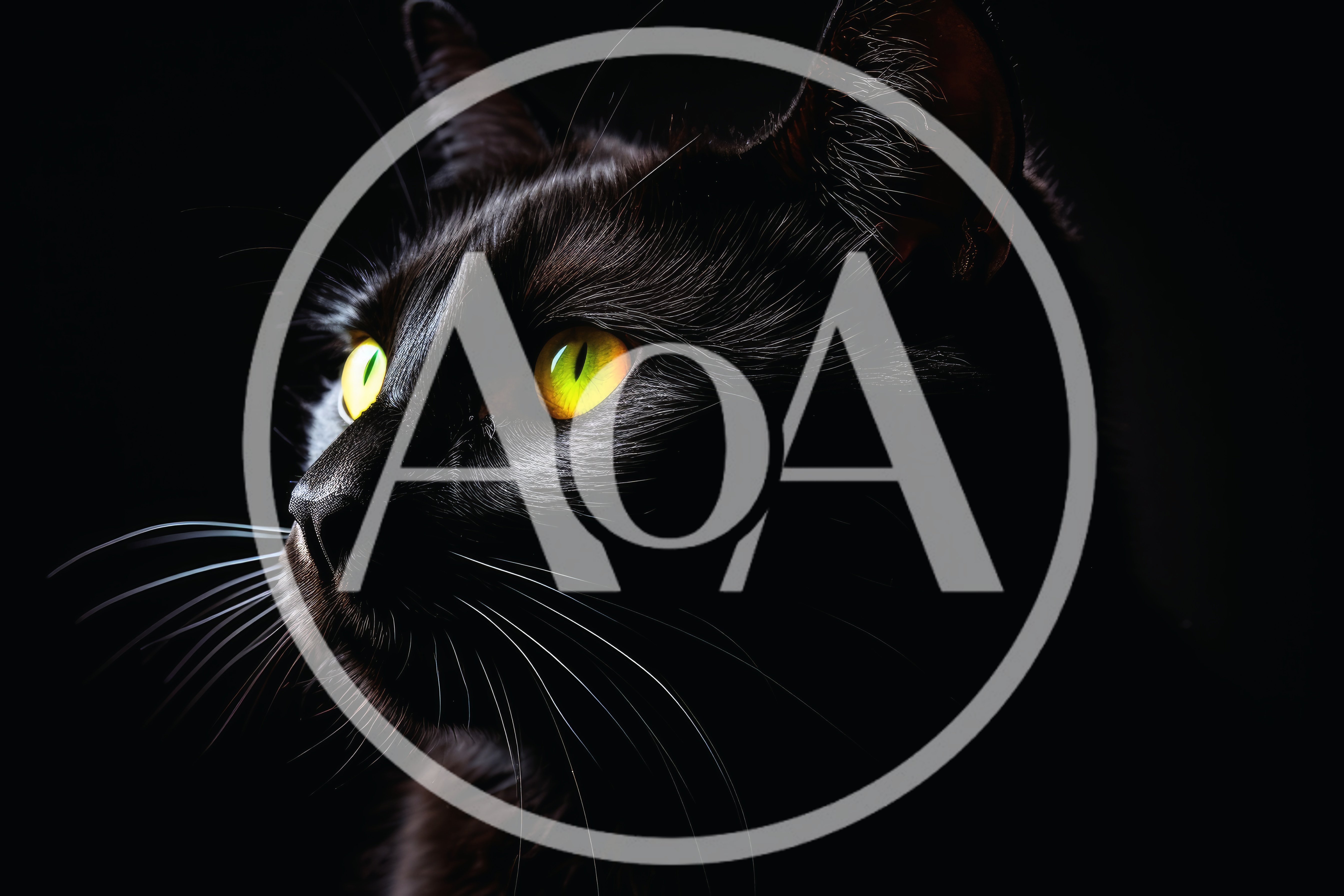 Close Up Portrait Of A Black Cat