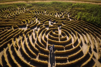 Aerial View Of People In A Corn Maze