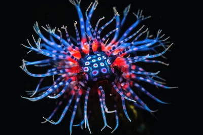 Macro Shot Of A Vibrant Sea Anemone