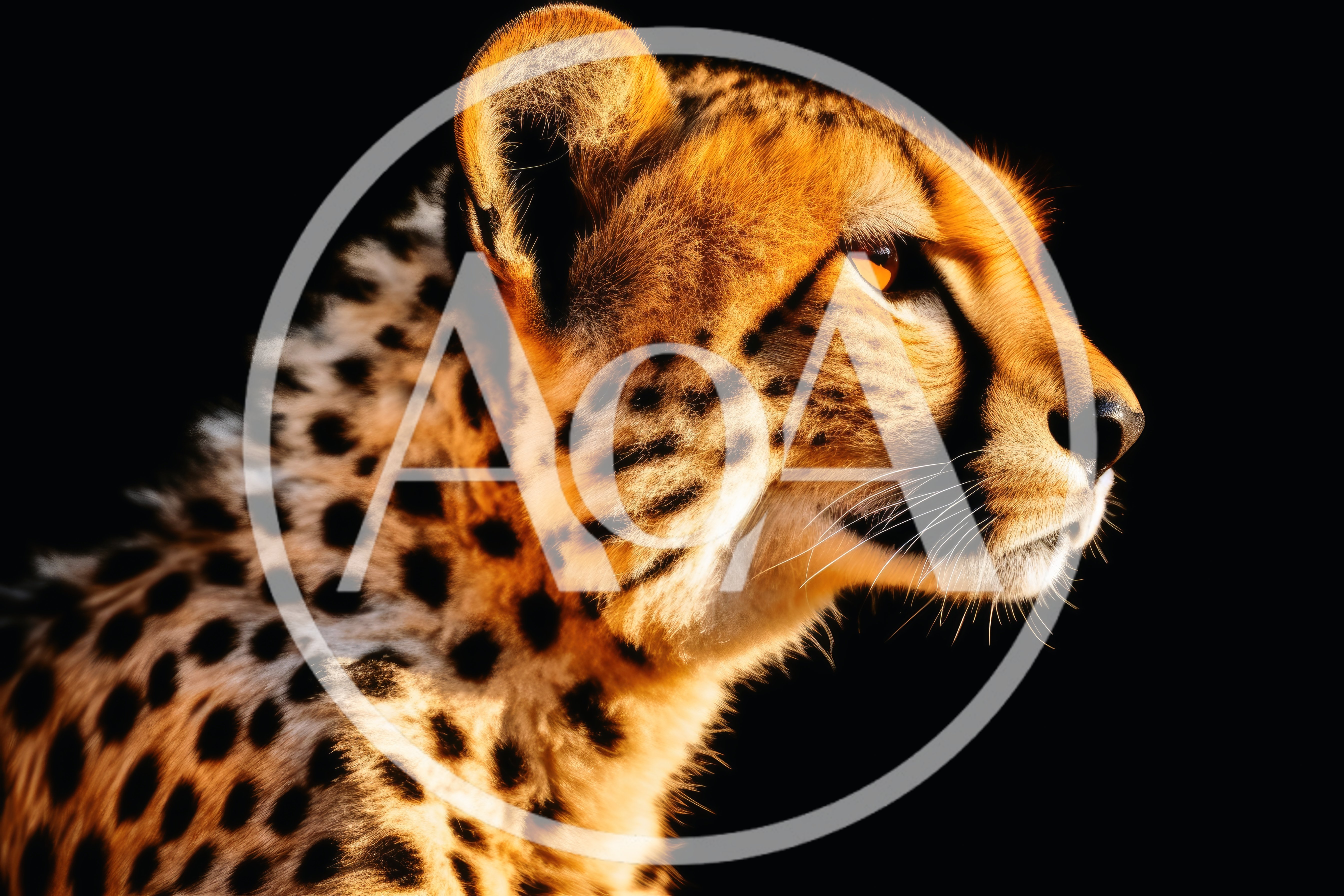 Close Up Portrait Of A Cheetah Against Black Background